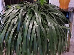 -大连金石滩绿发温泉假日酒店
