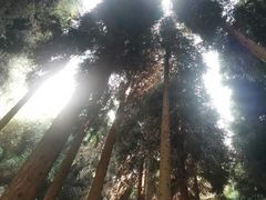 -武陵山森林公园