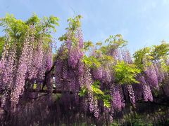 -嘉定紫藤园