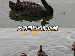 -西湖游船
