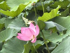 -莲池书院博物馆