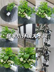 -HEYAN荷妍专业脱毛连锁机构