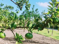 -上海长兴岛郊野公园