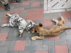 -北京野生动物园