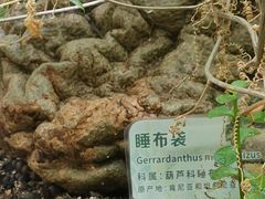 -正佳雨林生态植物园