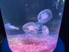 -欢乐海岸海洋奇梦馆