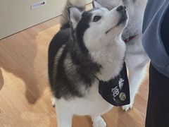 -Husky Go! 哈士奇体验馆·宠物咖啡厅狗咖