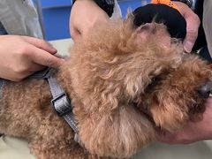 -瑞派动物医院·猫专科·至诚(江南中分院)