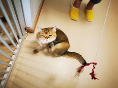-猫在这儿猫咪咖啡馆·撸猫馆