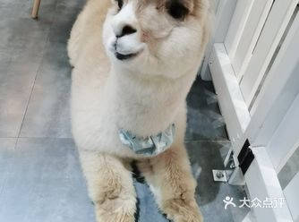 店名：RouRou羊驼馆（勒泰店） 地理位置:滨江印