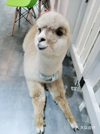 店名：RouRou羊驼馆（勒泰店） 地理位置:滨江印