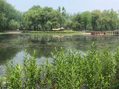 -微山湖红荷湿地景区
