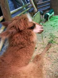 -Zoolung Zoolung动物主题公园(海信广场店)