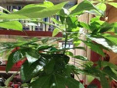 -小八仙·宴(三峡茶庄店)