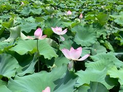 -红山村