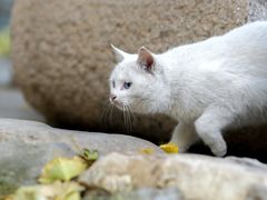 -香木香羊(小汤山店)
