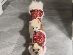 -喜洋洋宠物医院(震川路总店)