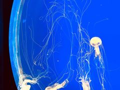 -上海海洋水族馆