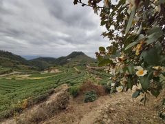 -杨家堂村