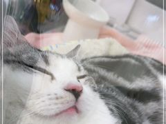 -COLOR PETS 撸猫馆·购猫·猫咖(长风大悦城店)