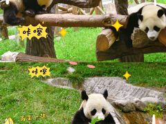 -卧龙中华大熊猫苑神树坪基地