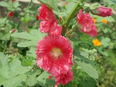 iphone_upload_pic-田园东方蜜桃村的田野营地