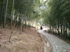 -北仑森林植物园