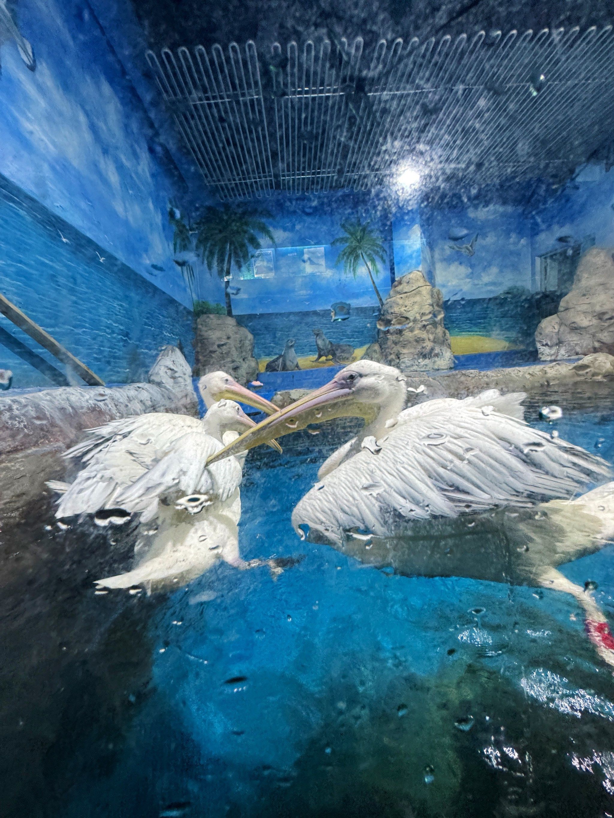 温州暑期遛娃打卡极地海洋世界