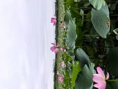 -白渔泡湿地公园