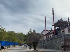 -塔尔寺-菩提树