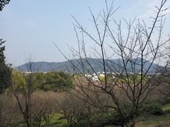 -香雪海