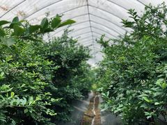 -花山蓝莓采摘园