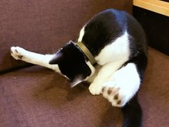 -猫的天空之城概念书店(杭州南宋御街店)