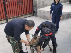 -北京京卫宠物寄养训练中心