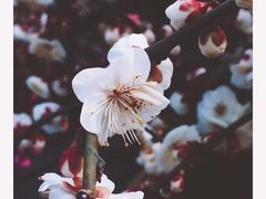 -香雪海