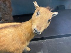 -昆明动物博物馆