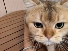 -唐小姐の私宠·宠物洗护美容·撸猫馆·购宠(周浦万达旗舰店)