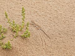 -亿利库布其七星湖沙漠生态旅游区