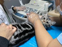 -猫大福·Fortune Cat猫舍(百子湾店)