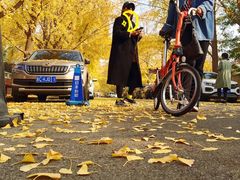 -三里屯东五街银杏大道