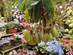 -双季花艺园艺市场(浦东店)