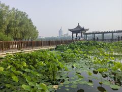 -莲花池公园