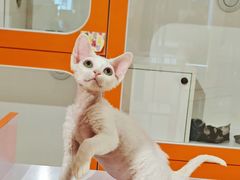 -三花喵·撸猫购宠·宠物生活馆(虹桥南丰城店)