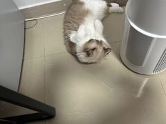 -瑞鹏宠物医院·骨科·猫科·内科(第一中心)