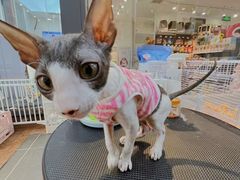 -萌兽医馆·眼科·异宠专科(三里屯店)