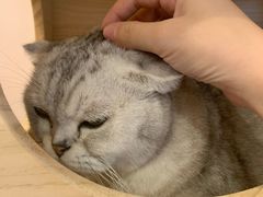 -猫咪派对(江南西店)