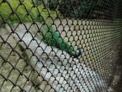 -金孔雀温泉旅游度假村