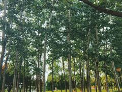 -大望京公园