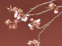 -桃花堤公园