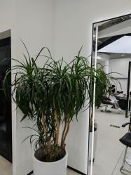 -FINE HAIR 烫染专业设计